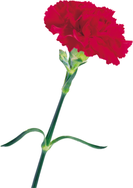 Гвоздика Трулав