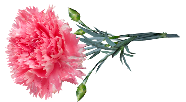 Гвоздика на белом фоне