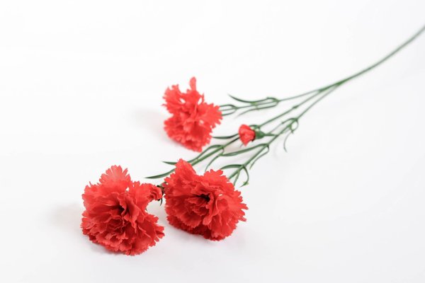 Праздник вянущих гвоздик