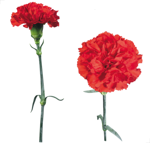 Гвоздика Гельцера