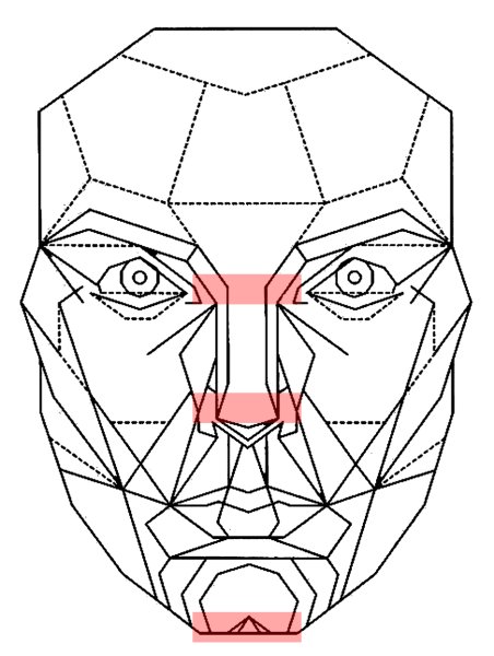 Пропорции красивого лица