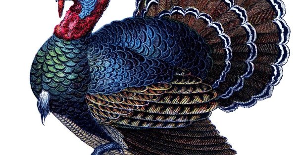 Индюк для детей