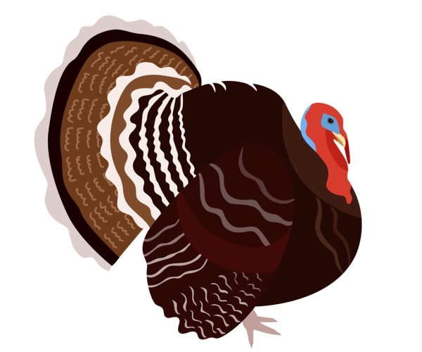 Индюк индюшка индюшонок рисунок