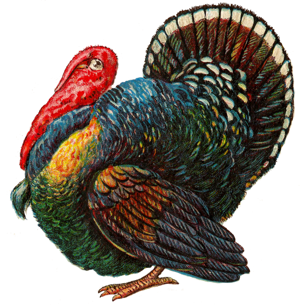 Индюк Дастин