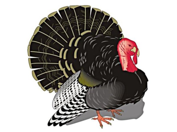 Индюк на белом фоне