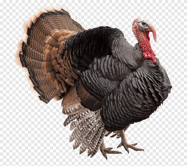 Индюк на белом фоне