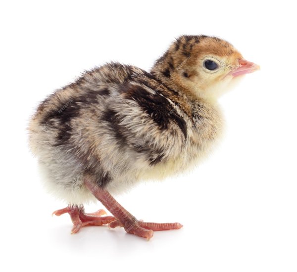 Индюшонок Домана