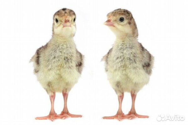 Индушонок набэлом фонэ