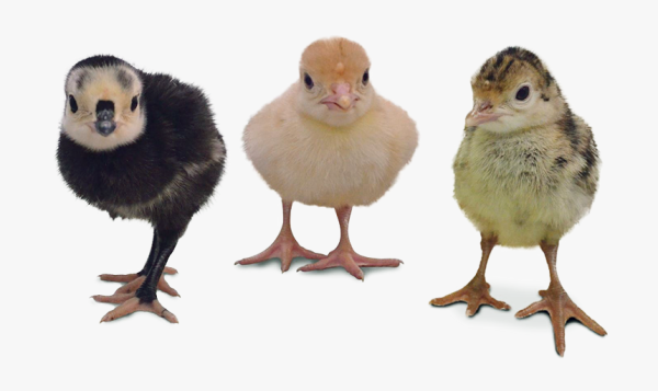 Индюшонок на белом фоне