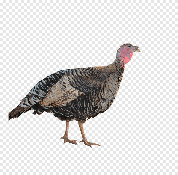 Индюшка с индюшатами на прозрачном фоне