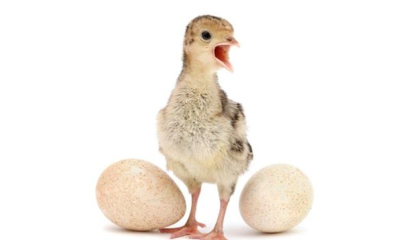 Индюшонок на белом фоне