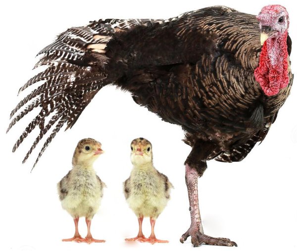 Индюшонок на белом фоне