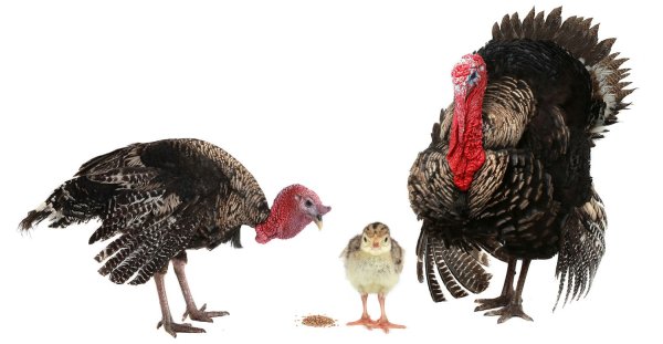 Инжюк индбшка индющаьа