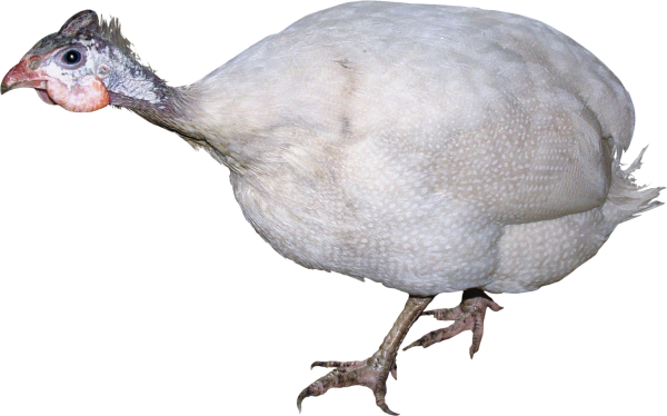 Индюшонок на белом фоне