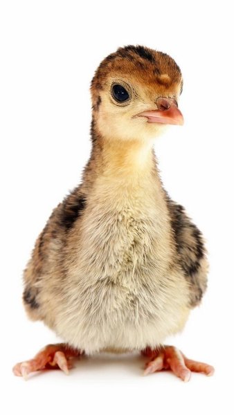 Индушонок набэлом фонэ