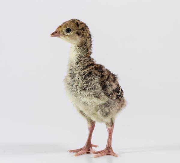 Индюшонок на белом фоне