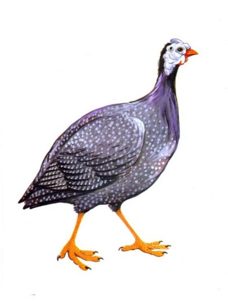 Цесарка индюк индюшонок