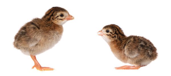 Птенцы цесарки