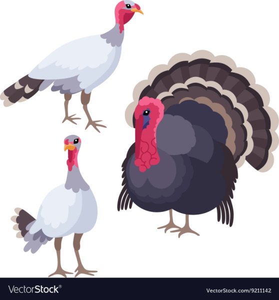 Семья индюк индюшка индюшонок