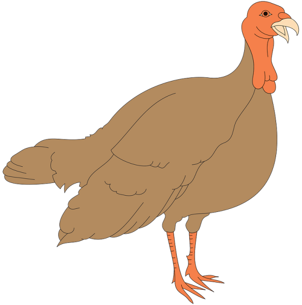 Индейка на прозрачном фоне