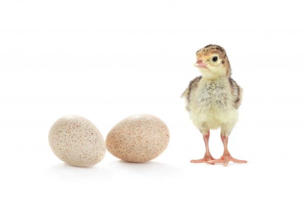 Яйцо индейки