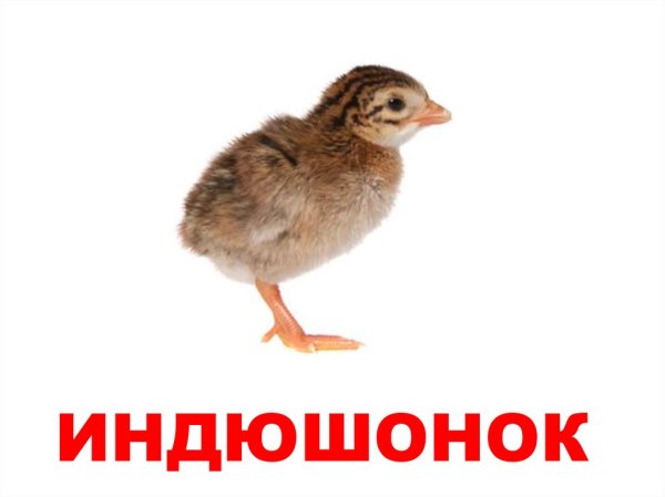 Индюшонок карточка