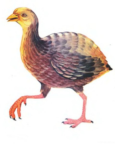 Индюшонок Домана