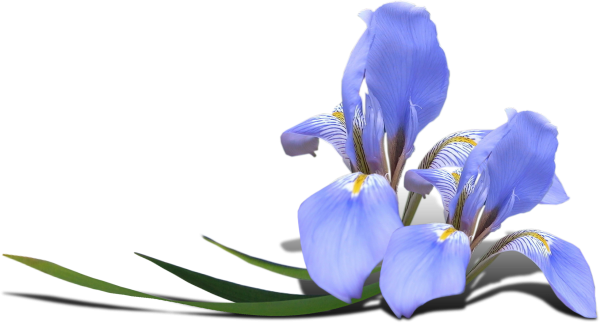 Открытки с ирисами