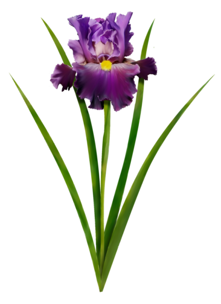 Прозрачный фиолетовый Ирис