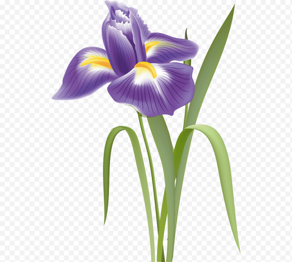 Ирис мультяшный