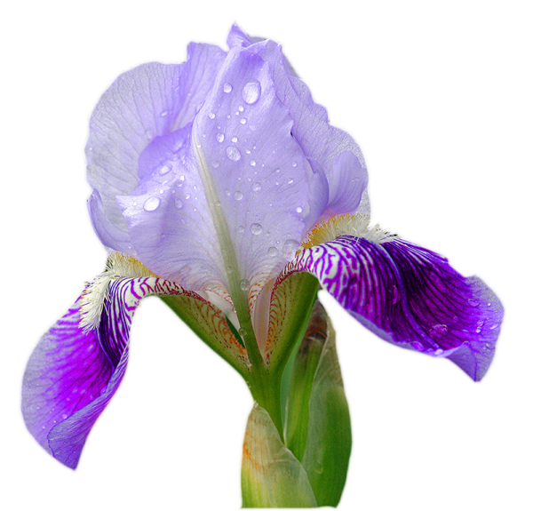 9786177439881 Ирис