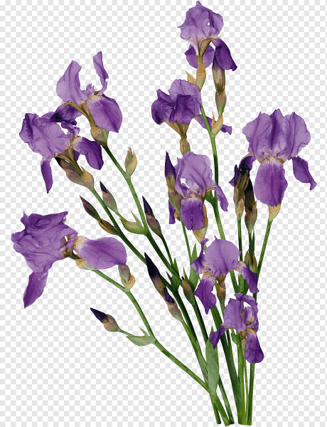 Ирисы на белом фоне