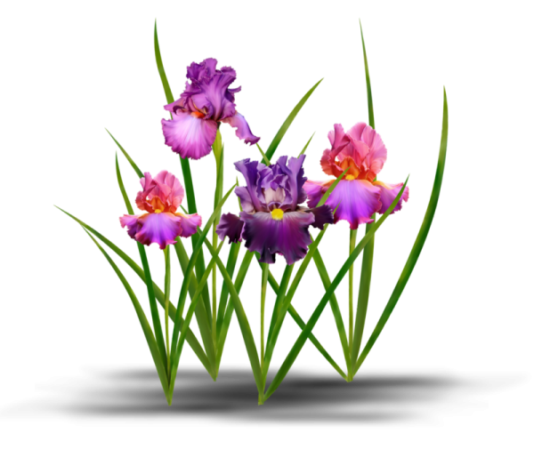 Ирисы без фона