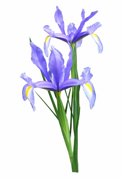 Ирисы на прозрачном фоне