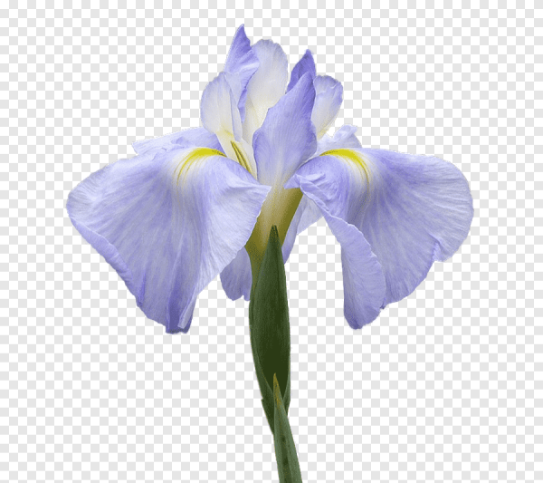 Белые ирисы