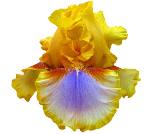 Цветы ирисы на прозрачном фоне