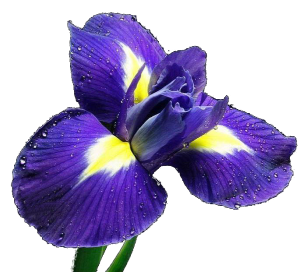 Ирисы на белом фоне