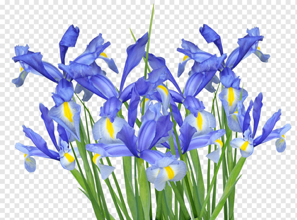 Голубые ирисы букет