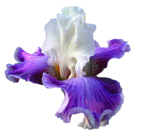 Ирис фиолетовый