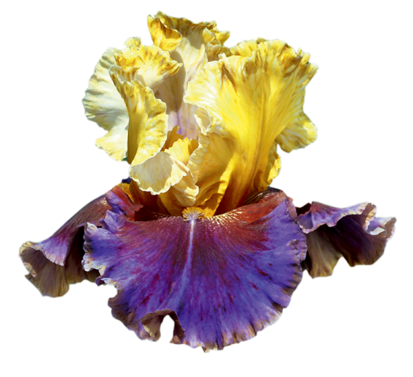 Цветы ирисы на прозрачном фоне