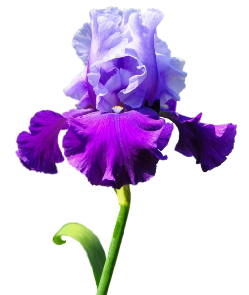 Ирис бородатый