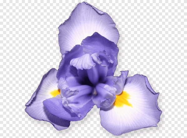 Ирисы на белом фоне