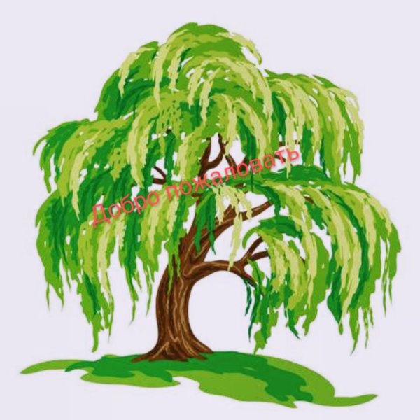 Ива рисунок