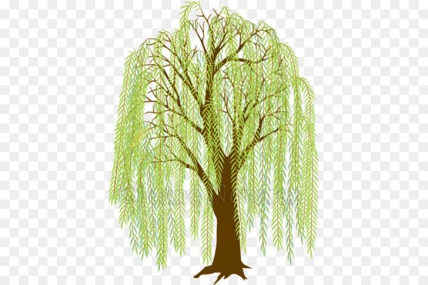 Ива на белом фоне