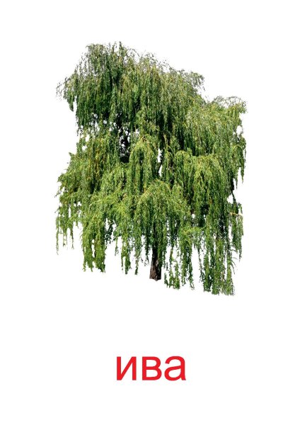 Карточки деревья для детей Ива