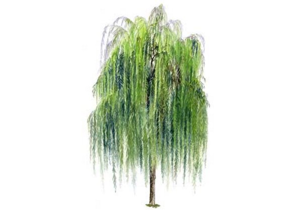 Плакучая Ива