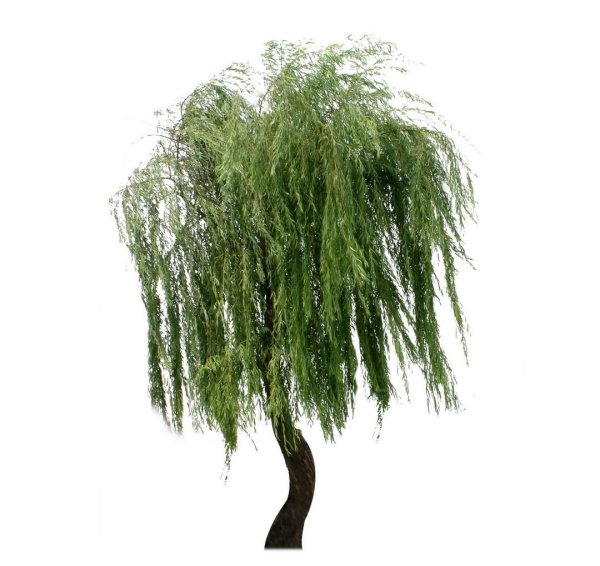 Плакучая Ива