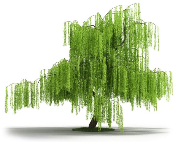 Плакучая Ива 3д модель