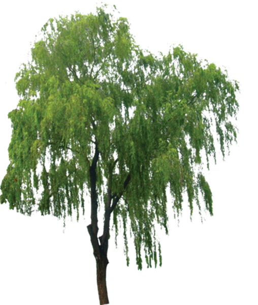 Ива для детей