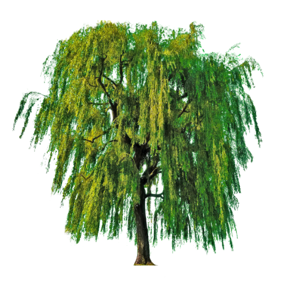 Ива на прозрачном фоне